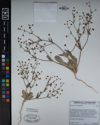 Eriogonum maculatum image