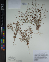 Eriogonum maculatum image