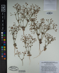 Eriogonum maculatum image