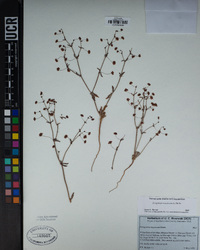 Eriogonum maculatum image