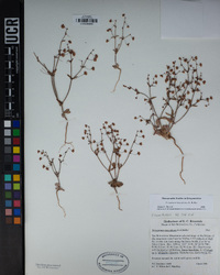 Eriogonum maculatum image