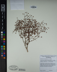 Eriogonum maculatum image