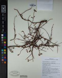 Eriogonum microtheca var. johnstonii image