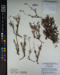 Eriogonum microtheca image