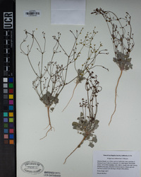 Eriogonum mohavense image