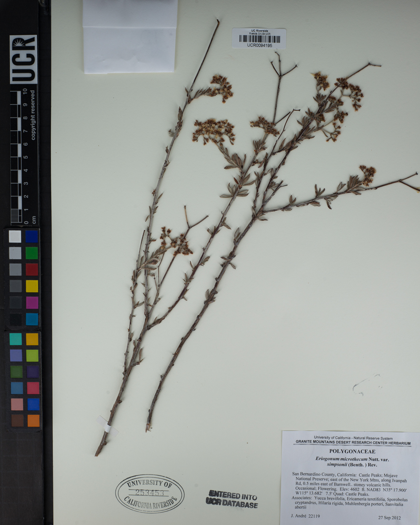 Eriogonum microtheca var. simpsonii image