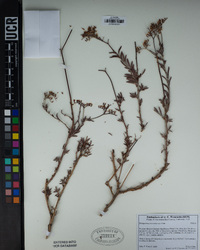 Eriogonum microtheca image