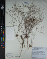 Eriogonum mohavense image