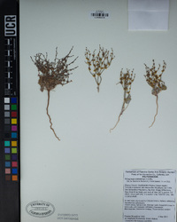 Eriogonum nidularium image