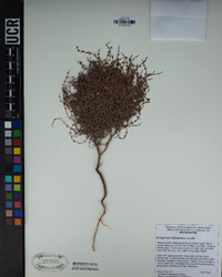 Eriogonum nidularium image