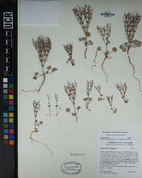 Eriogonum nidularium image