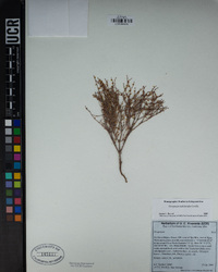Eriogonum nidularium image