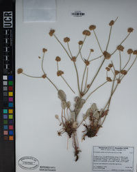 Eriogonum nudum image