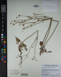 Eriogonum nudum var. deductum image