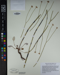 Eriogonum nudum image