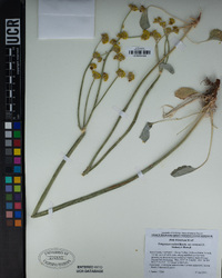 Eriogonum nudum var. westonii image