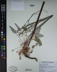 Eriogonum nudum image