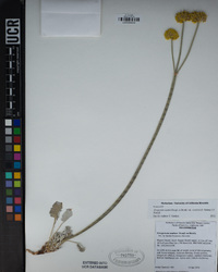 Eriogonum nudum image