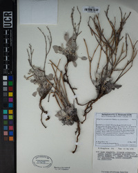 Eriogonum panamintense image