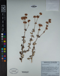 Eriogonum parvifolium image