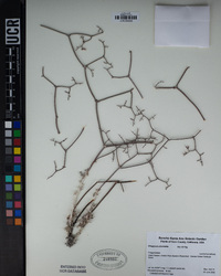 Eriogonum plumatella image