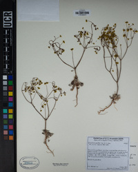 Eriogonum pusillum image