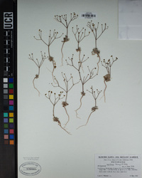 Eriogonum pusillum image