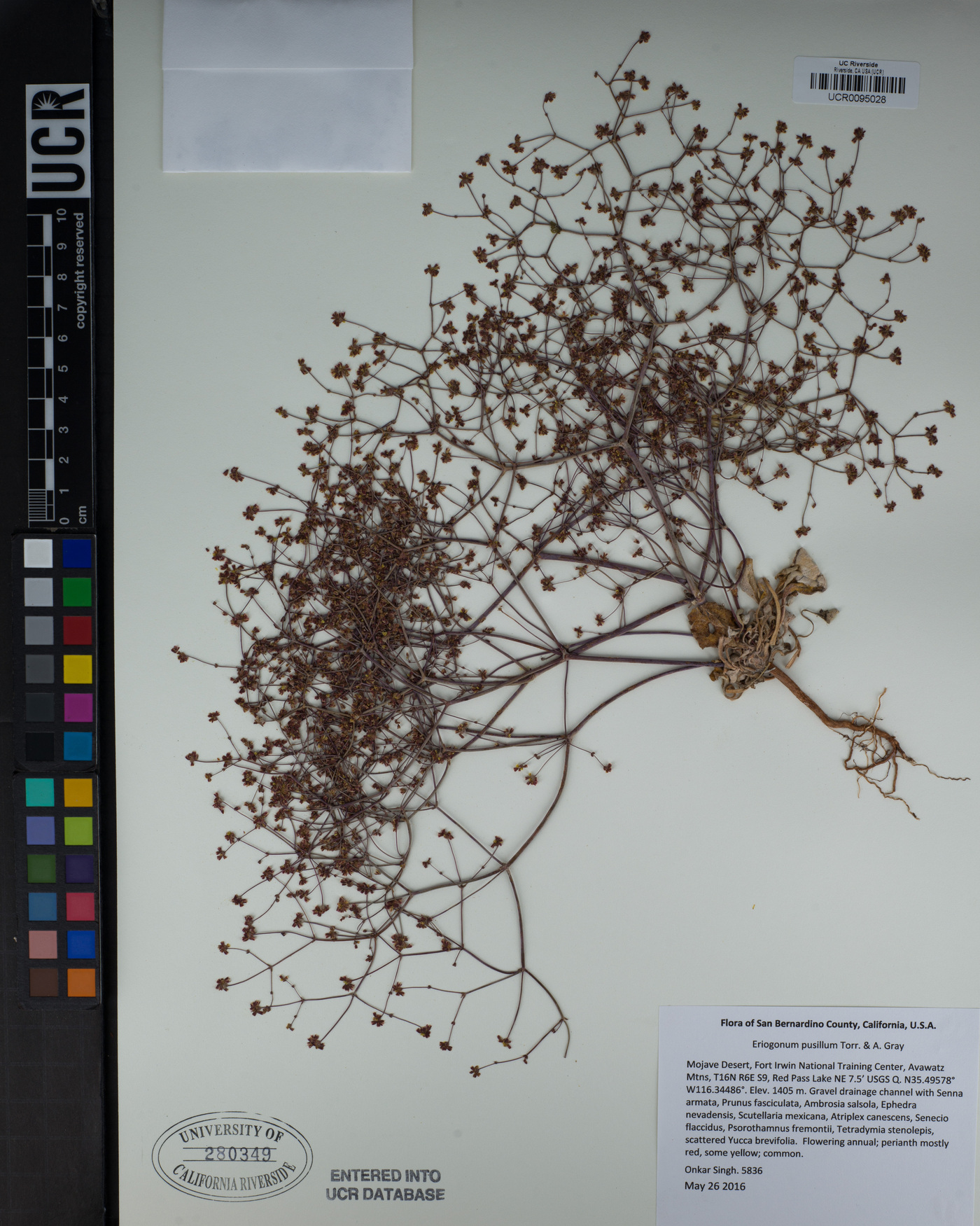 Eriogonum pusillum image