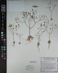 Eriogonum pusillum image