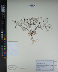 Eriogonum pusillum image