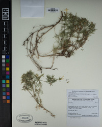 Leptosiphon floribundum image