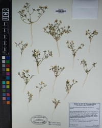 Linanthus campanulatus image