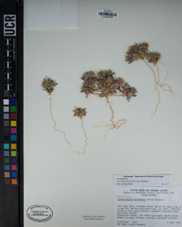 Loeseliastrum schottii image