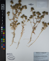 Navarretia atractyloides image