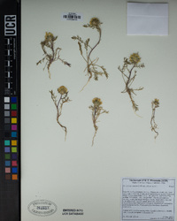 Navarretia cotulifolia image