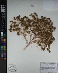 Navarretia filicaulis image