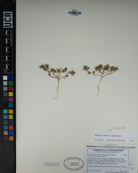 Navarretia divaricata image