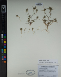 Navarretia peninsularis image