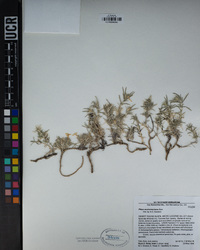 Phlox austromontana image