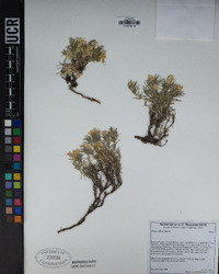 Phlox diffusa image