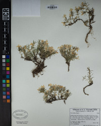 Phlox diffusa image