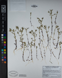 Phlox gracilis image