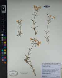 Phlox stansburyi image