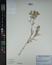 Phlox stansburyi image