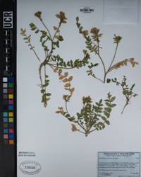 Polemonium californicum image
