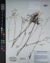 Saltugilia australis image