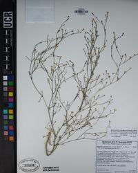 Saltugilia splendens subsp. grantii image