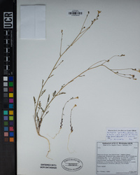 Saltugilia splendens subsp. grantii image