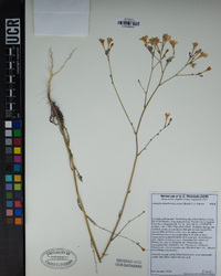 Saltugilia splendens subsp. grantii image