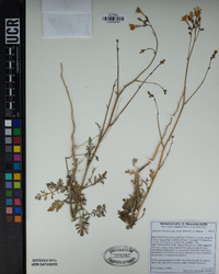 Saltugilia splendens subsp. grantii image
